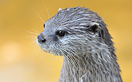 Asian small-clawed otter (Aonyx cinerea)